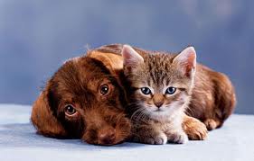 dog and cat